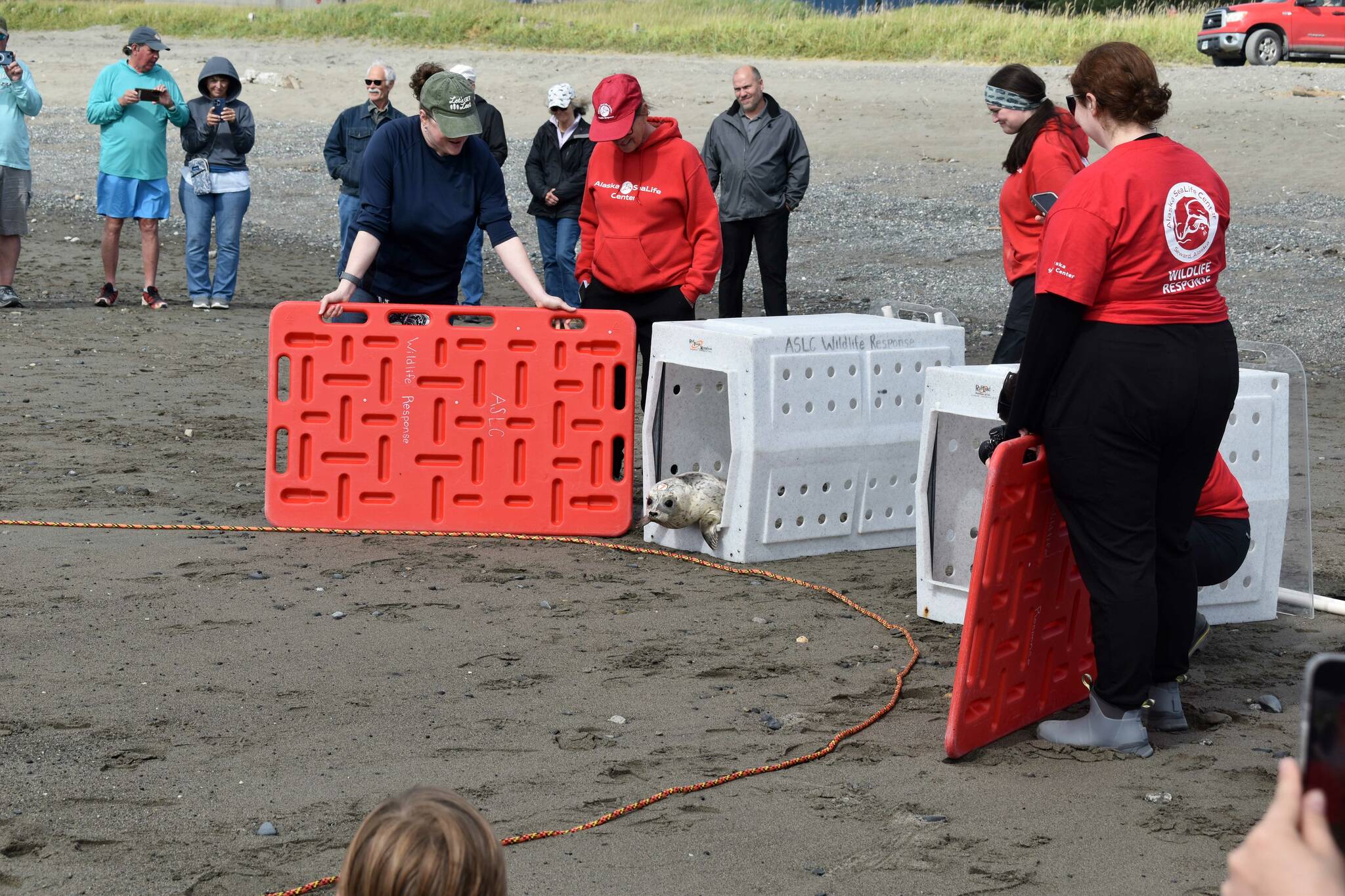A crowd gathers as a seal is released into Cook Inlet by the Alaska SeaLife Centers Wildlife Response Program at North Kenai Beach in Kenai, Alaska, on Thursday, Aug. 21, 2025. (Jonas Oyoumick/Peninsula Clarion)