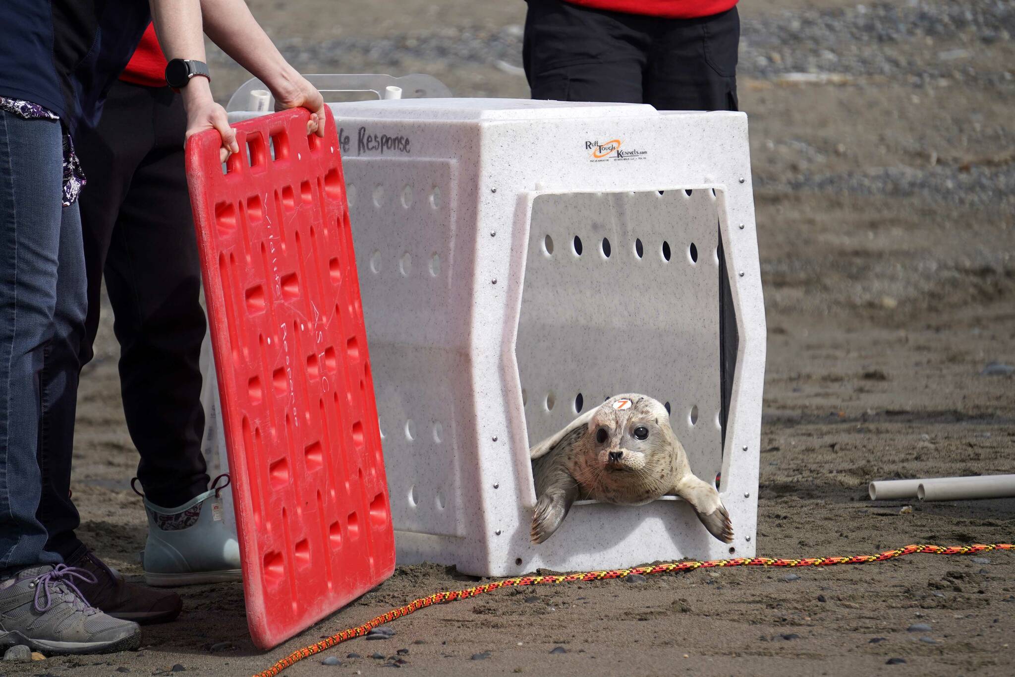 A harbor seal is released into Cook Inlet by the Alaska SeaLife Center’s Wildlife Response Program at North Kenai Beach in Kenai, Alaska, on Thursday, Aug. 21, 2025. (Jake Dye/Peninsula Clarion)