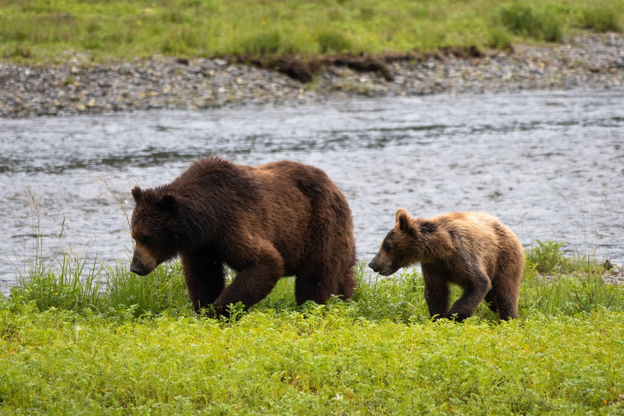 A female brown bear and her cub are pictured near Pack Creek on Admiralty Island on July 19, 2024. (Chloe Anderson for the Juneau Empire)