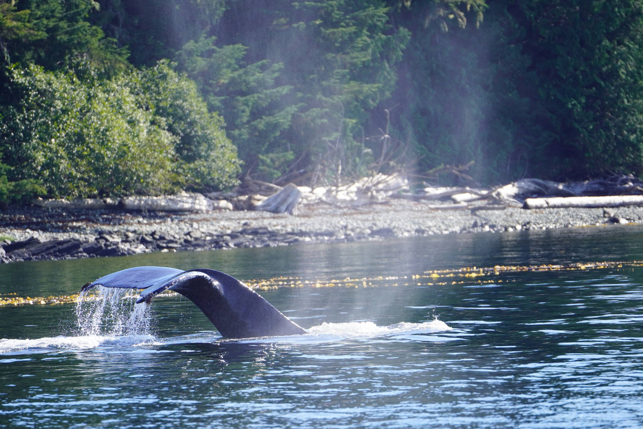 The point of fishing is to catch fish, but there are other things to see and do while out on a trip. (Photo by Jeff Lund/Juneau Empire)