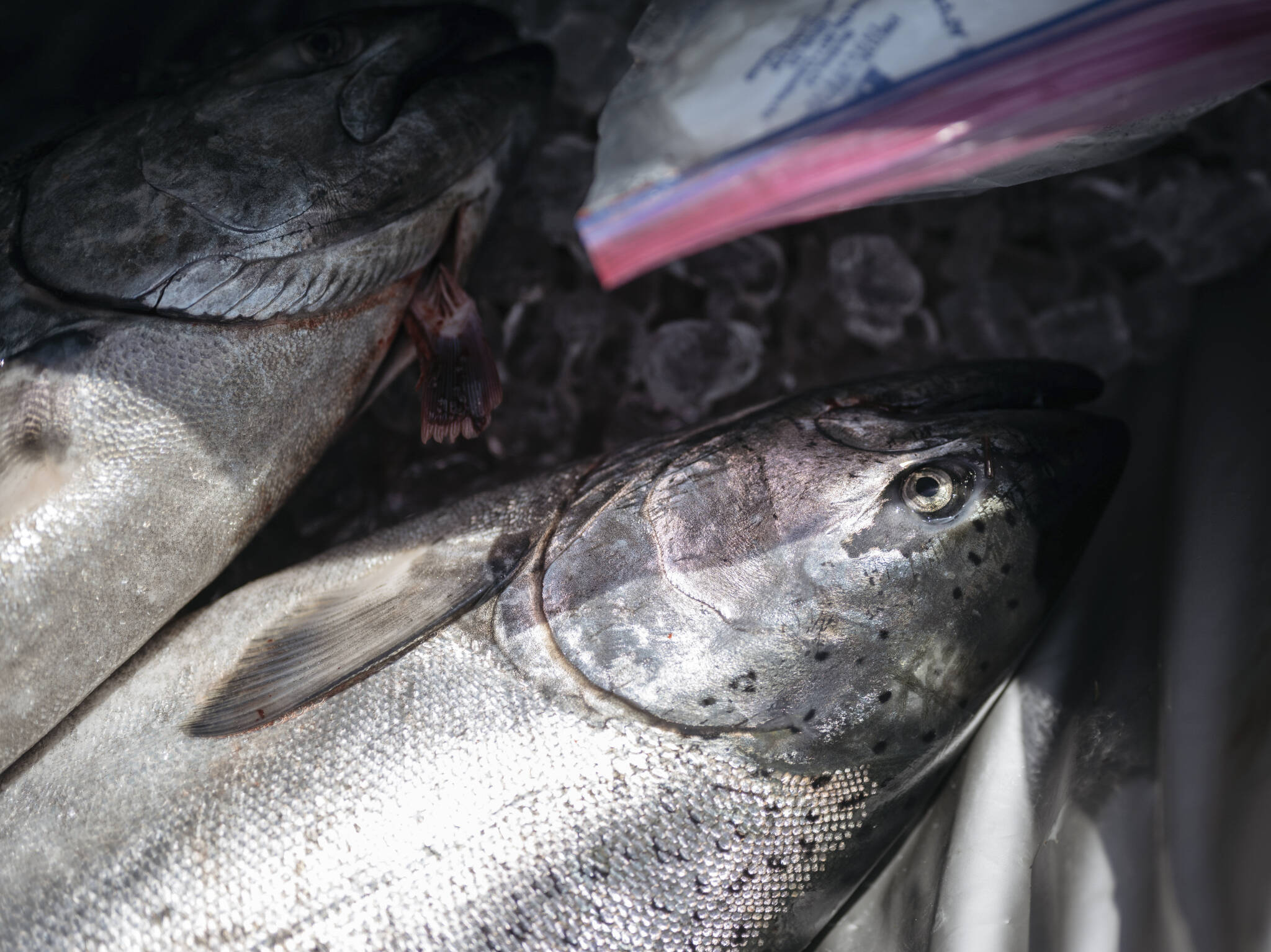 Salmon caught on the opening day of the spring Chinook salmon run in 2020 in Washougal, Washington. (Grant Hindsley/The New York Times)