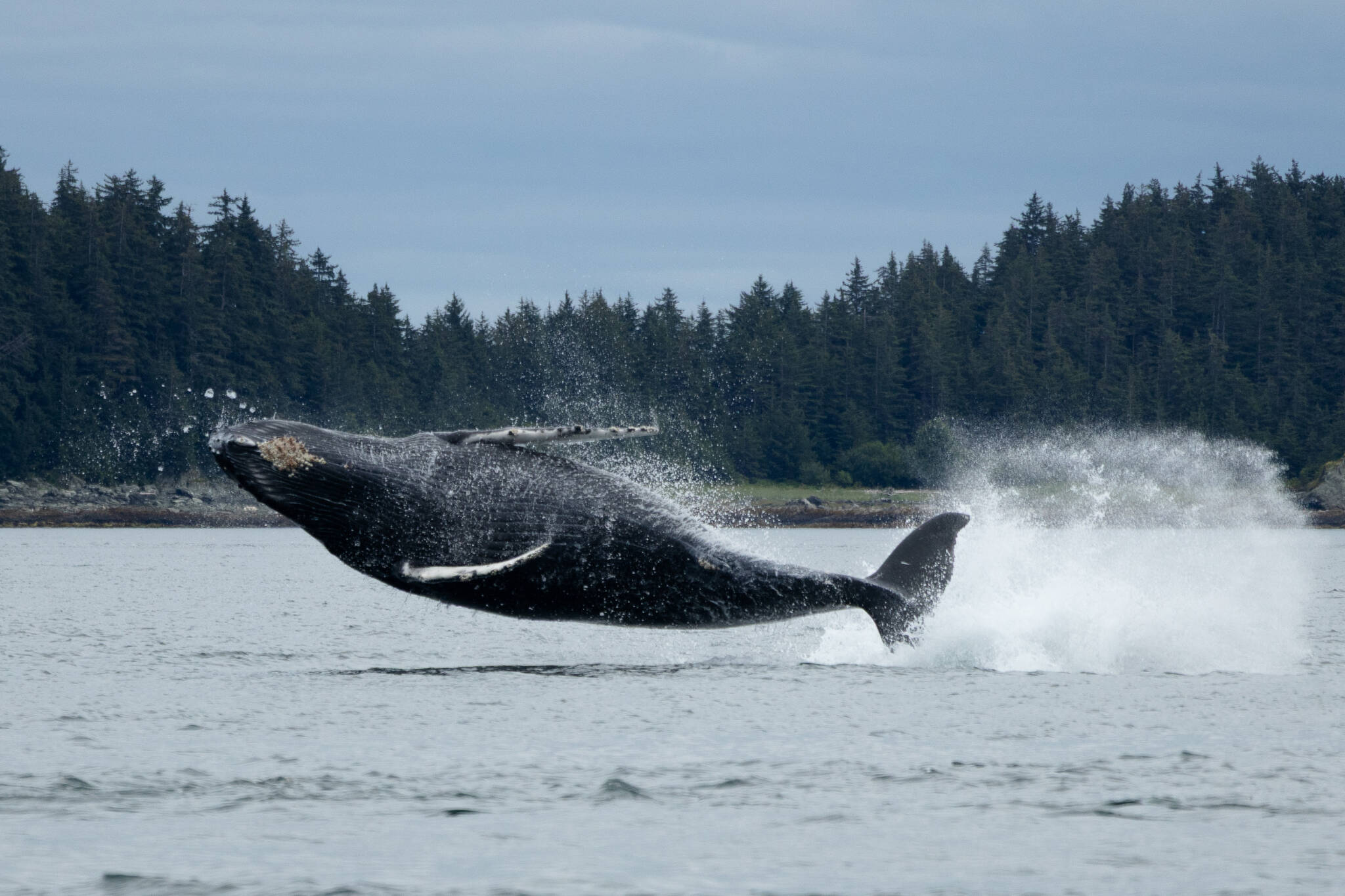 A whale breaches near Point Retreat on July 19, 2025, in Juneau, Alaska. (Chloe Anderson/Juneau Empire)