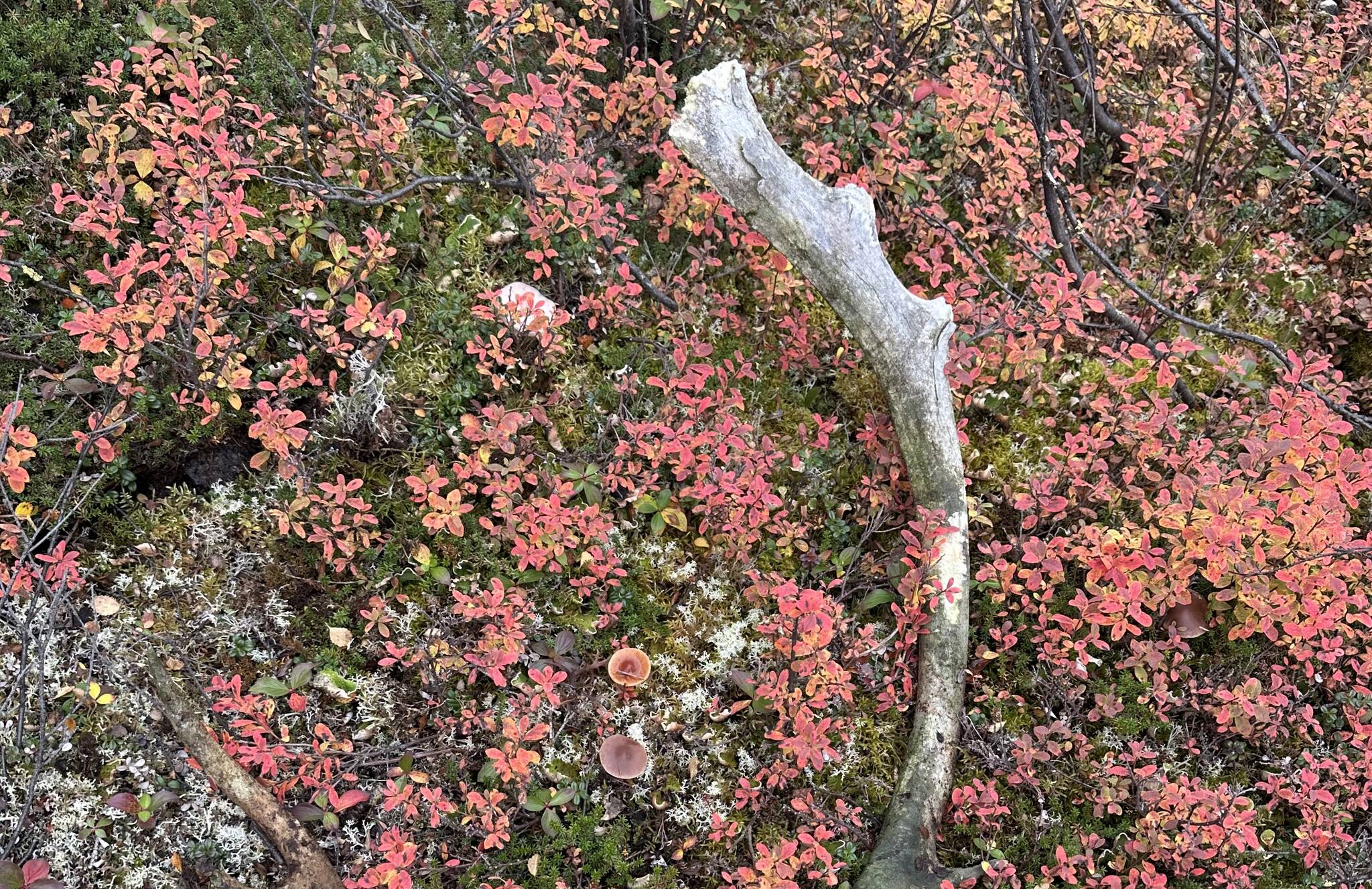 Things you won’t find camping in Southeast Alaska. (Jeff Lund/Juneau Empire)