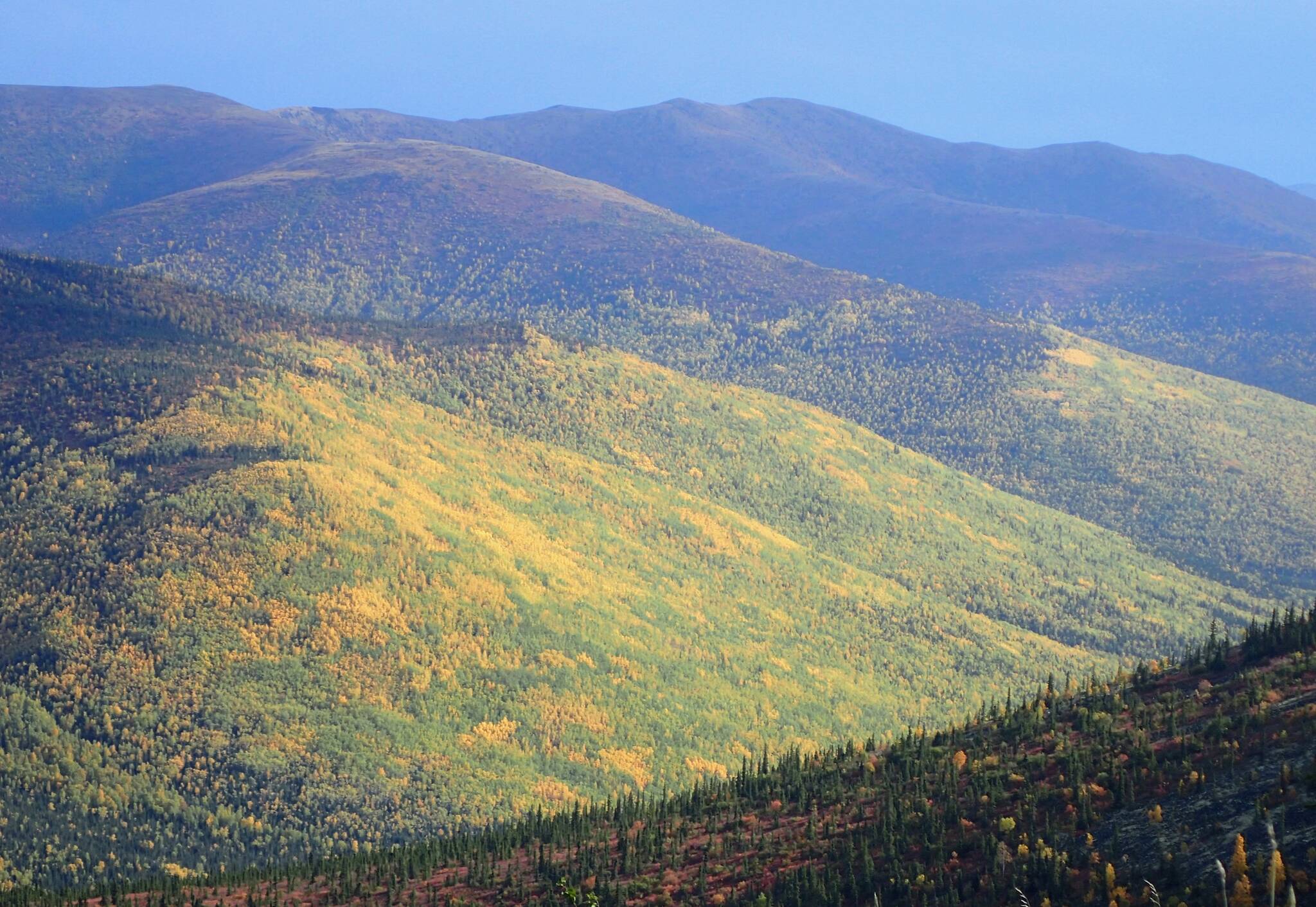 Golds and greens of aspens and birches adorn a hillside above the Angel Creek drainage east of Fairbanks. (Photo by Ned Rozell)