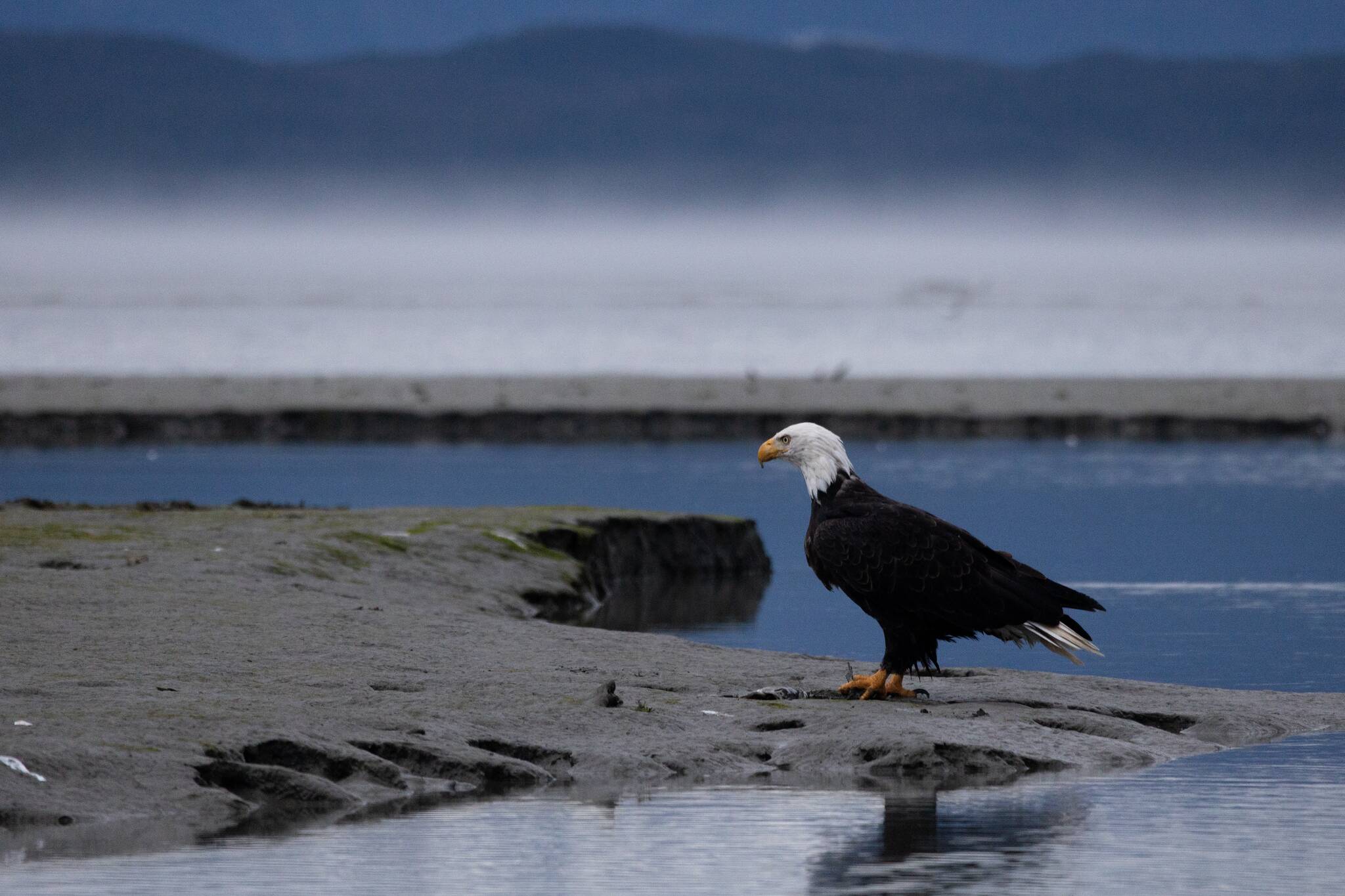 A bald eagle is pictured near Eagle Beach on Sept. 16, 2025, in Juneau, Alaska. (Chloe Anderson for the Juneau Empire)