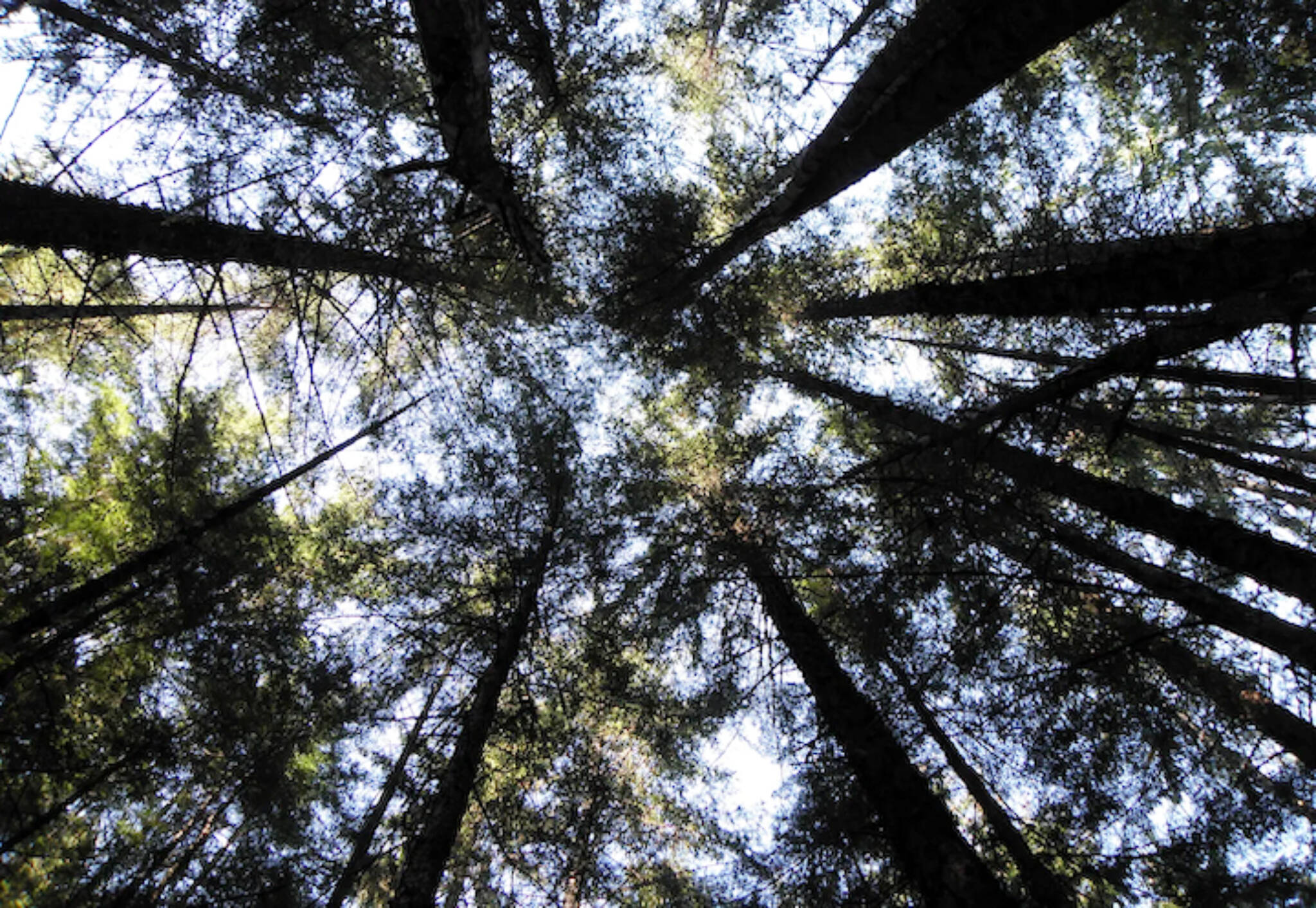 Sun shines through the canopy in the Tongass National Forest. (Photo by Brian Logan/U.S. Forest Service)