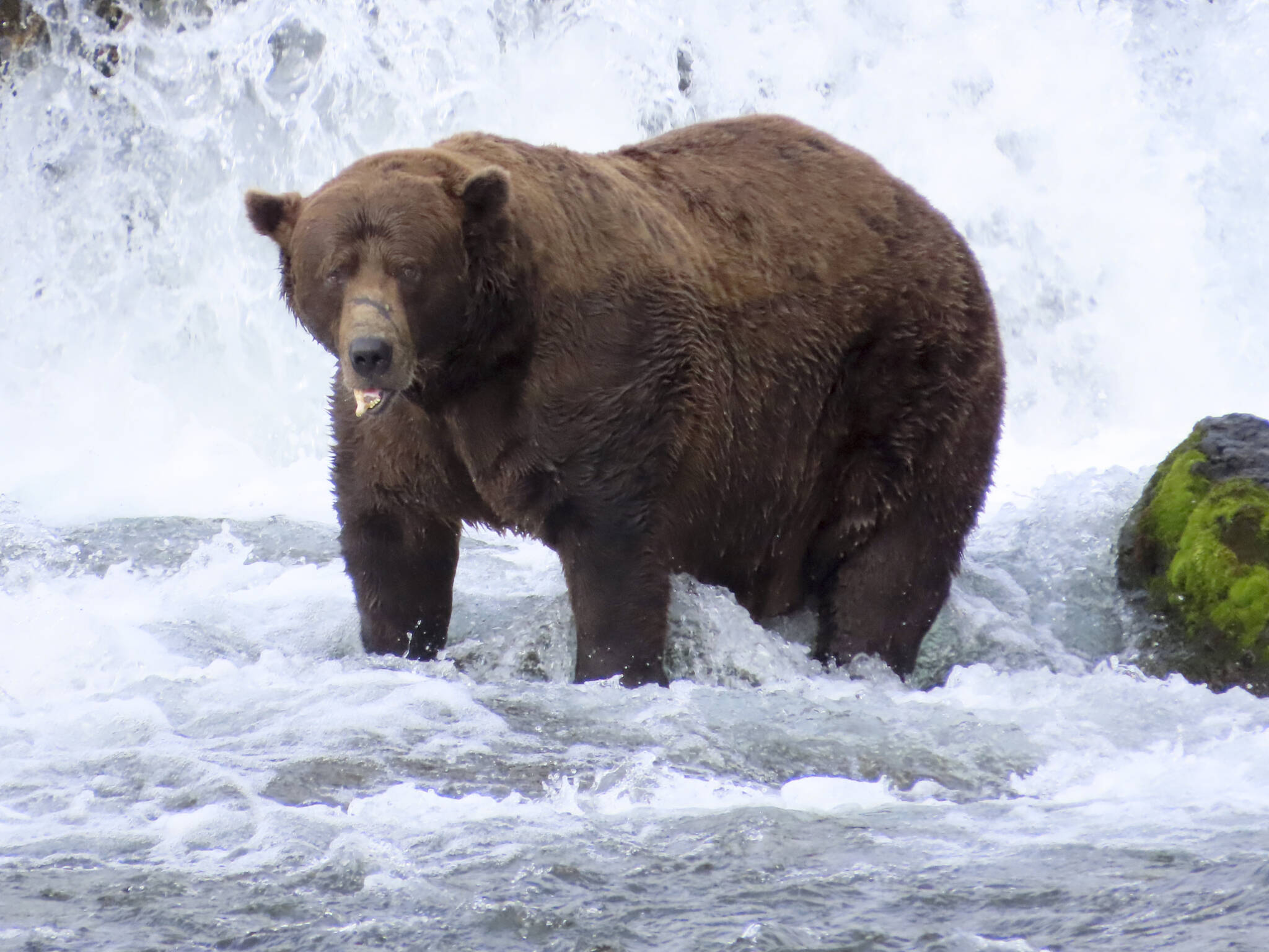 A photo provided by the National Park Service shows 32 Chunk, a bear at Katmai National Park and Preserve in Alaska, Sept. 15, 2025. Fat Bear Week, a bracket-style competition to pick the bear best suited for winter at Katmai National Park and Preserve in Alaska, was won by Chunk. (The National Park Service/T Carmack via The New York Times) — NO SALES; EDITORIAL USE ONLY —