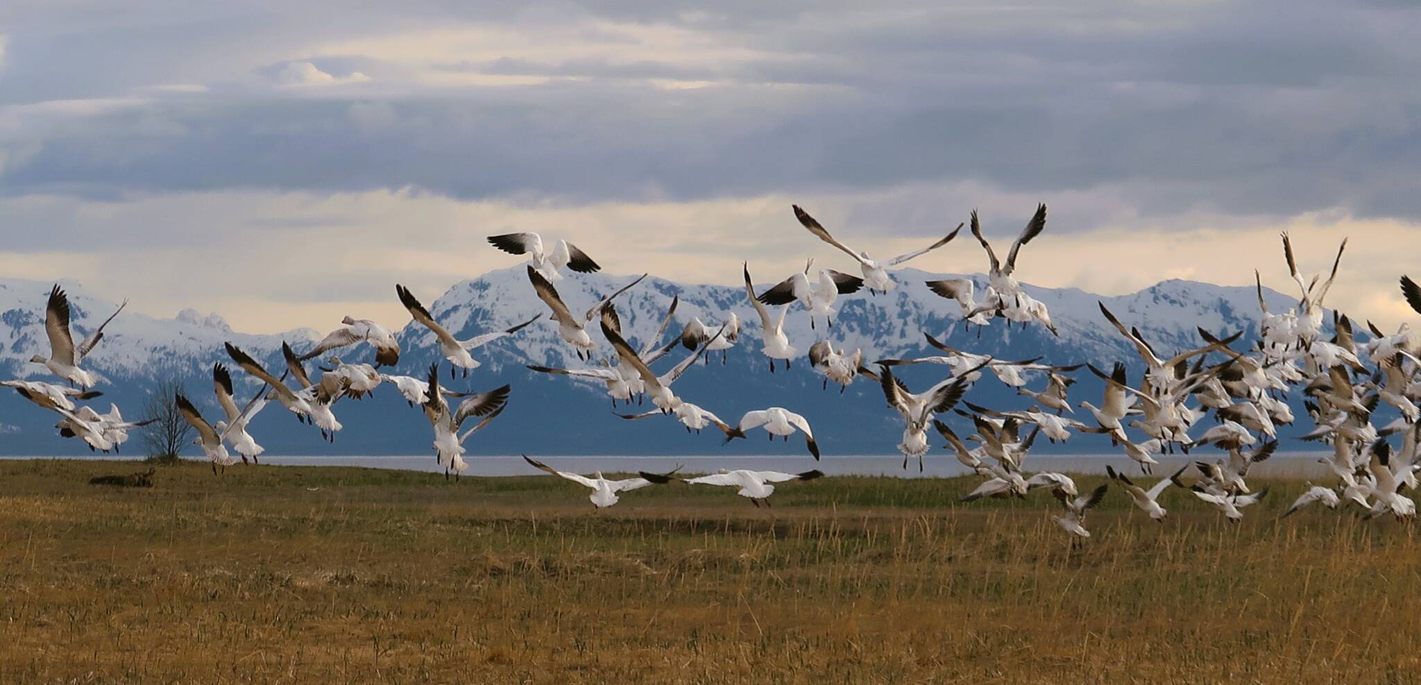 Snow geese fly over Gustavos Beach Meadows. This photo was the winner of May art show in Gustavus. (Photo by James Mackovjak, Lituya@gmail.com)