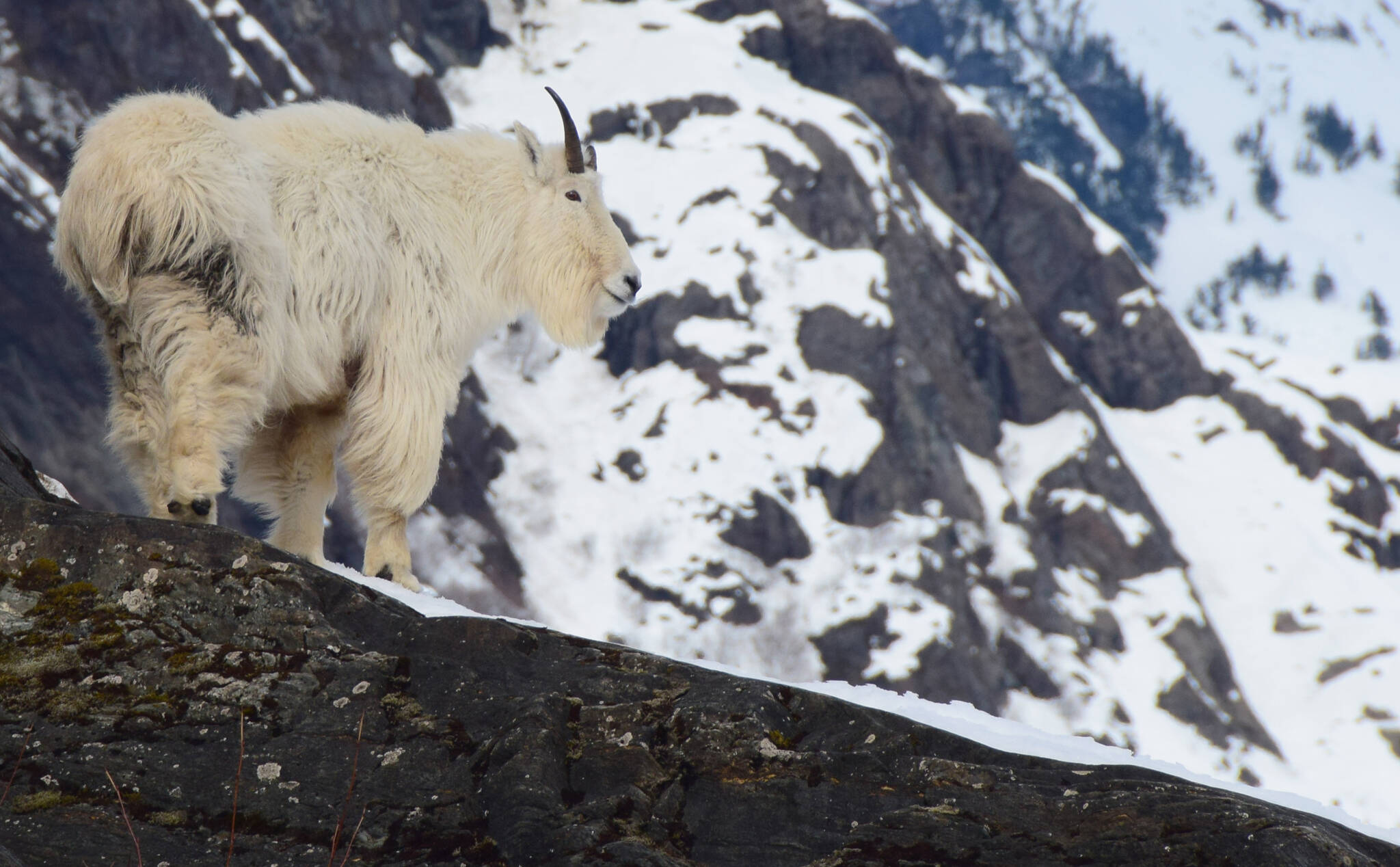 Close up view of an adult male mountain goat in late-winter, near Juneau Icefield, Alaska. In the background, steep avalanche prone slopes are visible. (Photo by Kevin White)