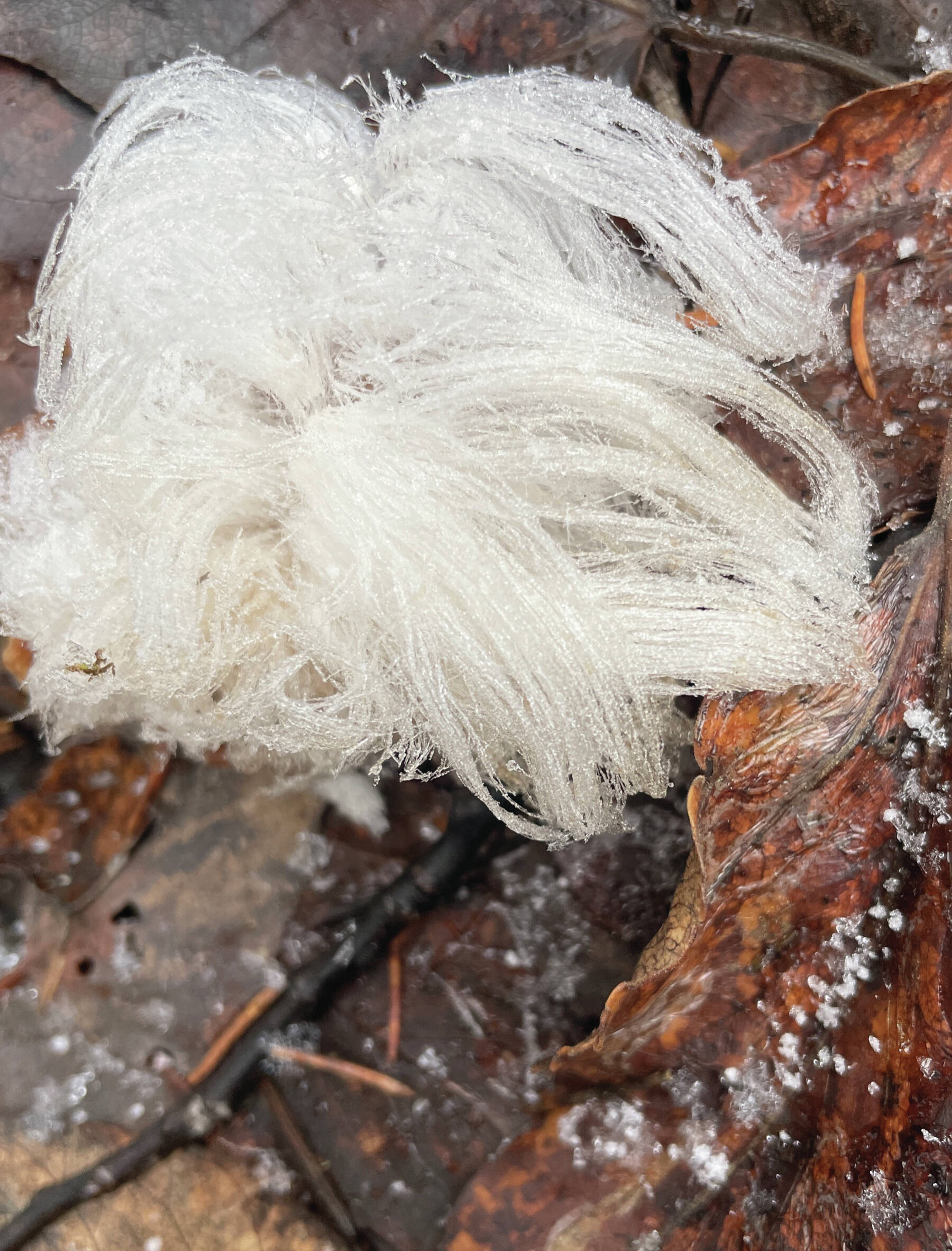 Photo courtesy of Ned Rozell
Hair ice grows from the forest floor in Fairbanks.
