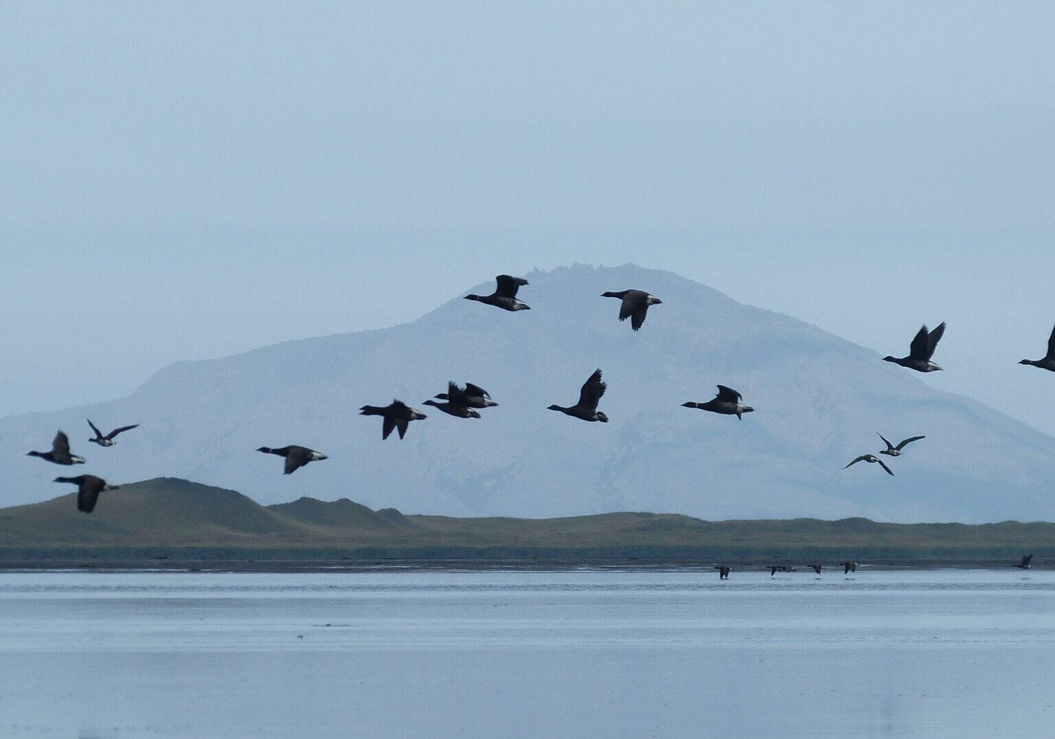 Photo by Kristine Sowl/U.S. Fish and Wildlife Service
Brant fly over the water on Sept. 28, 2016, at Izembek Lagoon in Izembek National Wildlife Refuge. The refuge supports the entire Pacific population of black brant, a species of goose.