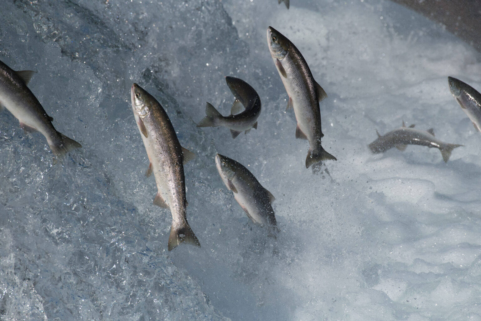 Salmon returning from the ocean attempt to jump Brooks Falls in Katmai National Park and Preserve’s Brooks River on July 12, 2018. Alaska’s commercial salmon harvest this year was nearly twice as big as last year’s small harvest. (Photo by Russ Taylor/National Park Service)