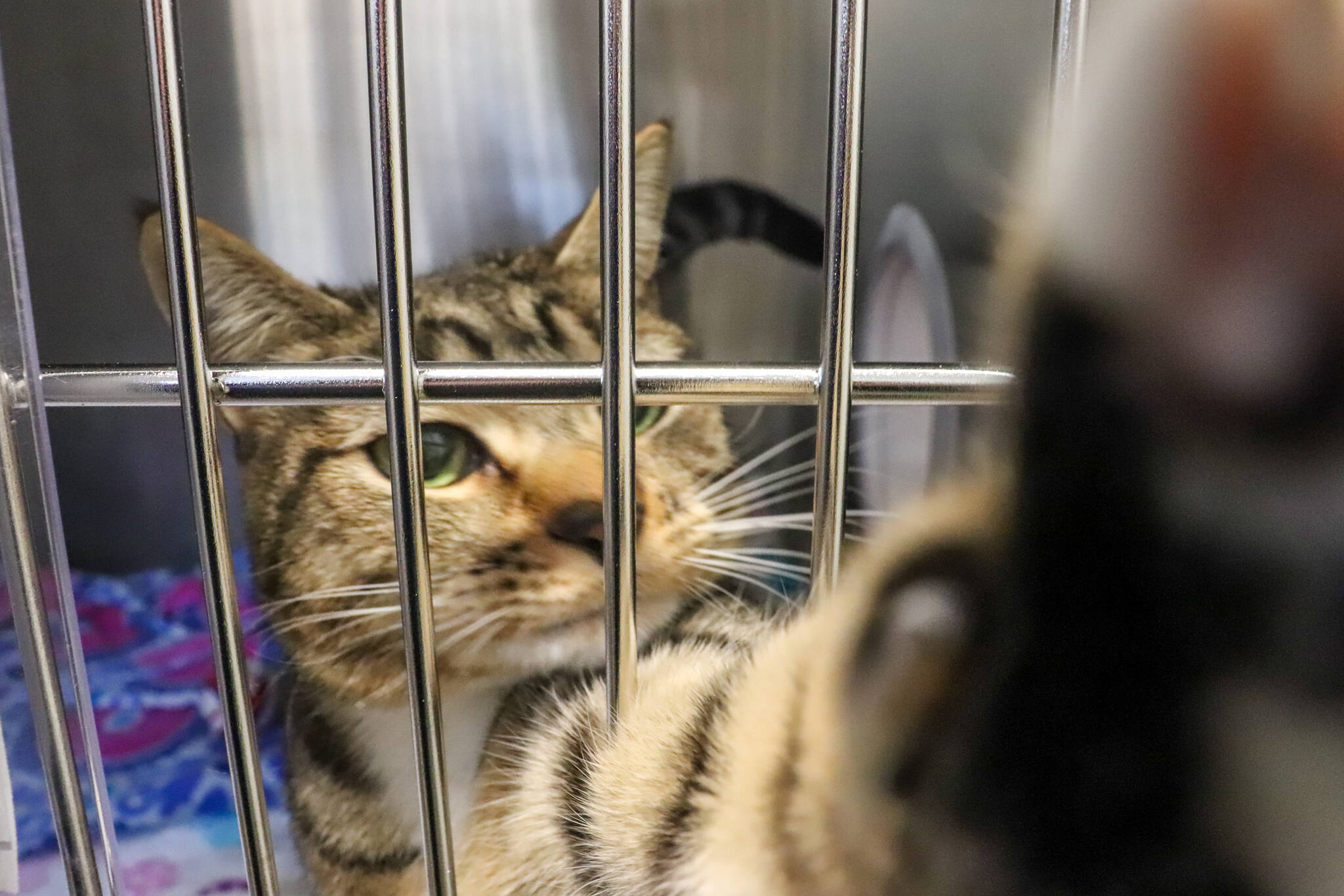 A cat says hello at Juneau Animal Rescue in February 2025. (Jasz Garrett / Juneau Empire file photo)