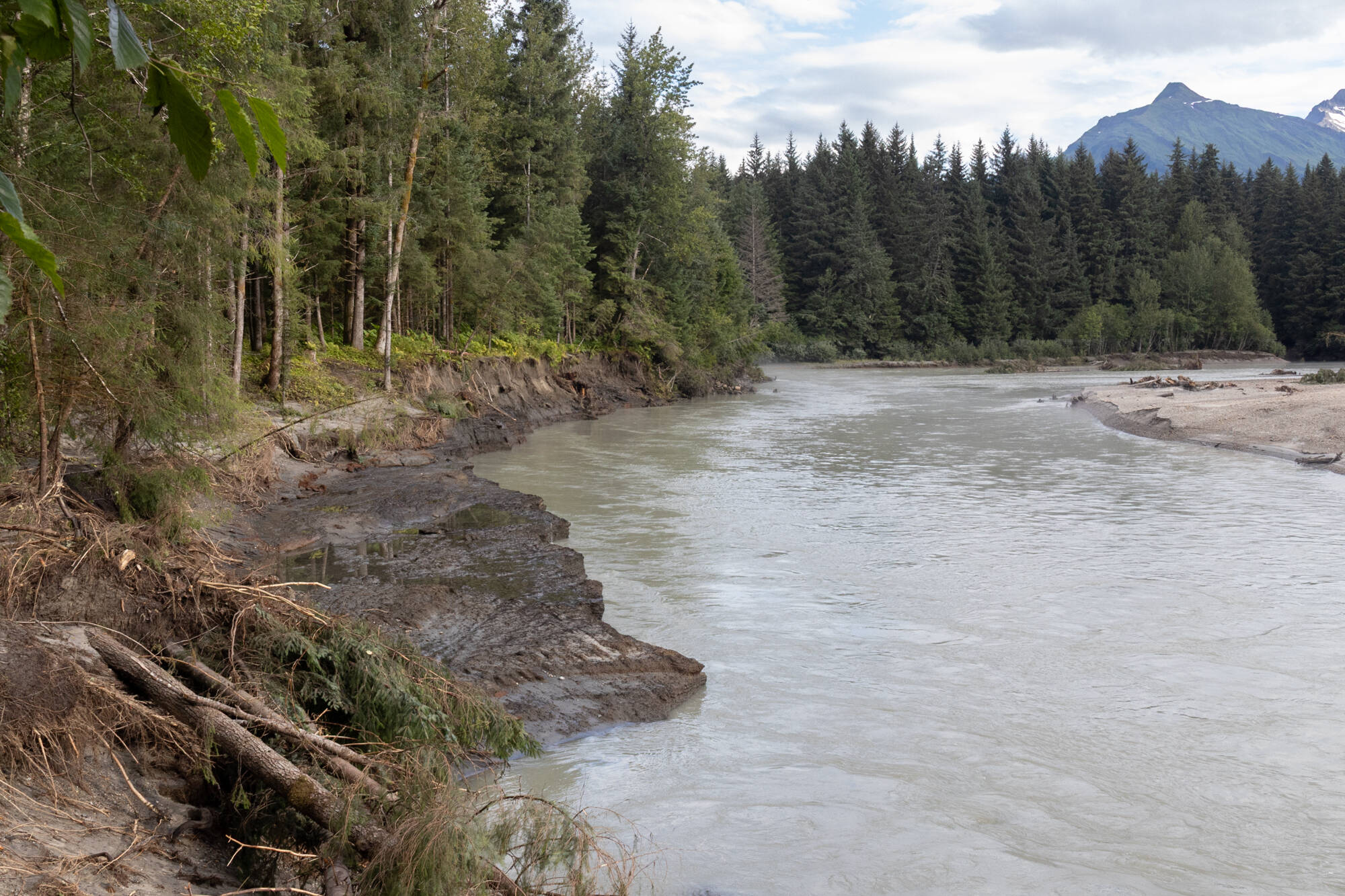 Chloe Anderson for the Juneau Empire
Fallen trees are pictured by the Mendenhall river on Aug. 15, 2025. Water levels rose by a record-breaking 16.65 feet on the morning of Aug. 13 during a glacial outburst flood.