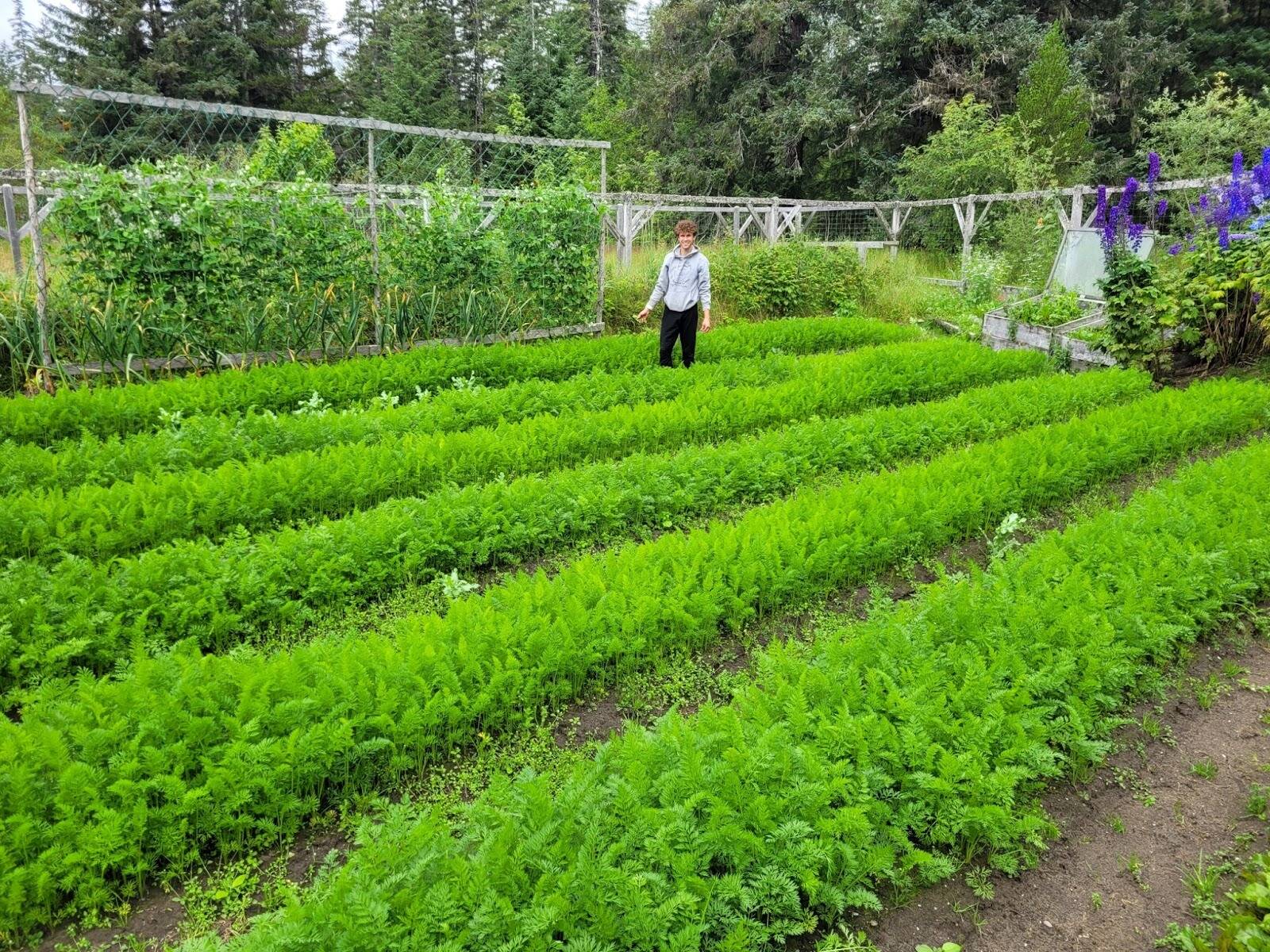 Atticus Hempel stands in a row of his shared garden. (photo by Ari Romberg)