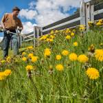 Garrett Smithberg, of the citys landscape division, cuts grass and dandelions in bloom next to Aurora Harbor on Wednesday, May 30, 2018. (Michael Penn | Juneau Empire)