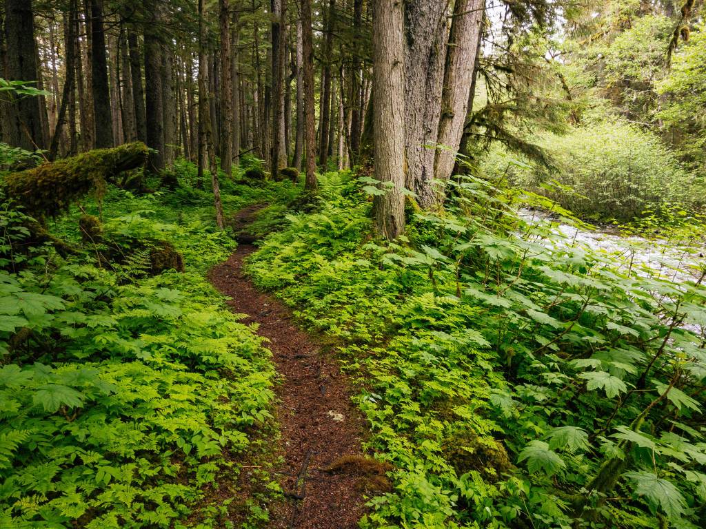 Fish Creek trail flows between canopy shadows and open sky. (Photo by Gabe Donohoe)