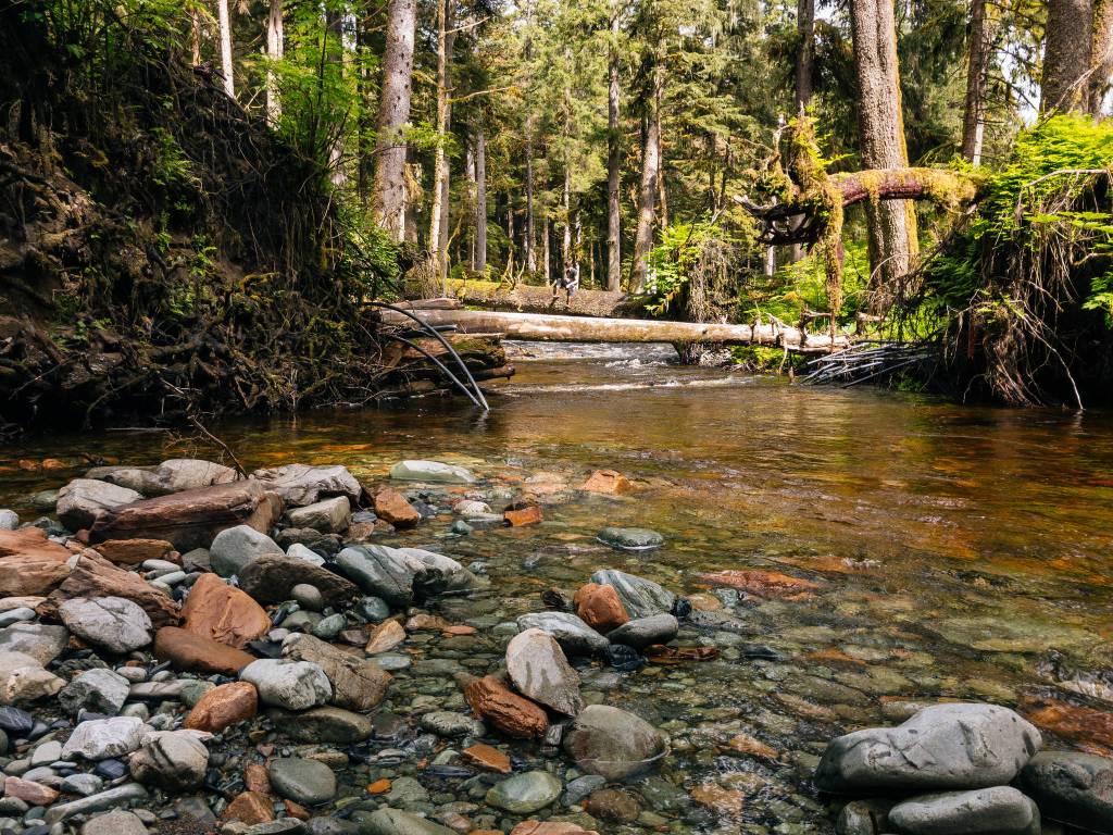 Ian sitting center lane above the creek on a fallen tree trunk. (Photo by Gabe Donohoe)