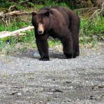 A bear on Admiralty Island sizes up the author last year. (Photo by Bjorn Dihle)