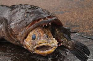 Some days youre a lingcod, some days a quillback. Best keep that in mind. Jeff Lund | For the Capital City Weekly