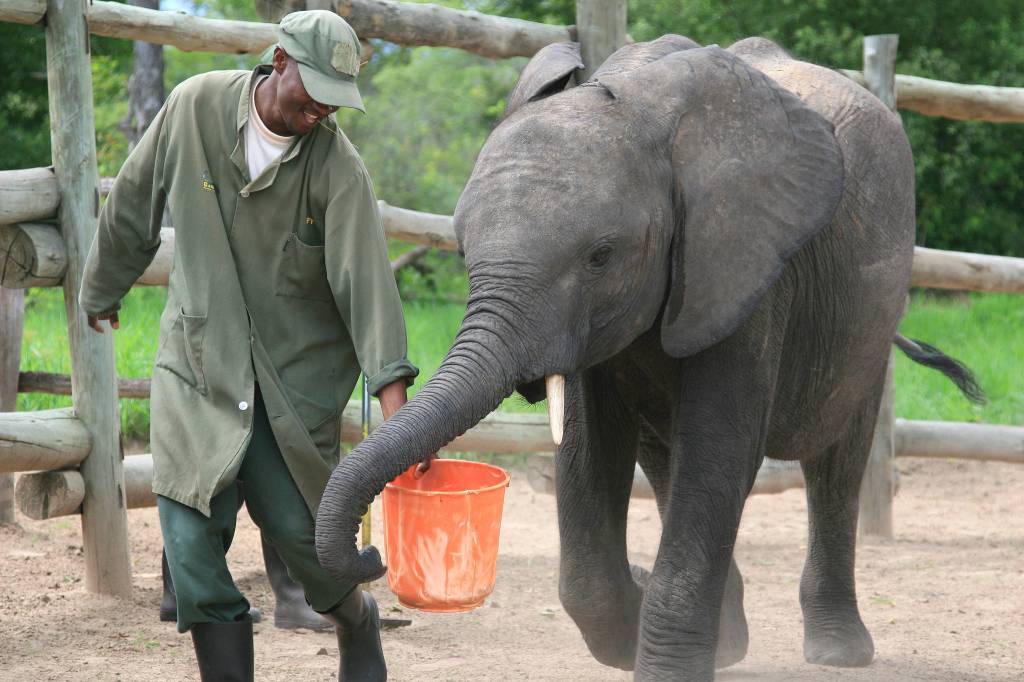 A keeper feeds the elephant Batoka. Photo courtesy of Kelly Bakos.