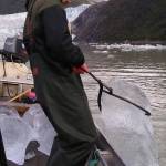 Taku Lodge caretaker Mike Ward steers the skiff to find more icebergs in Twin Glacier Lake. Ray Friedlander | For the Capital City Weekly