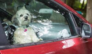 Humane Society reminds pet owners about safety during fireworks, hot days