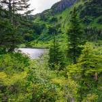 The view from within the brush on the east side of Cropley Lake. (Gabe Donohoe | For the Juneau Empire)