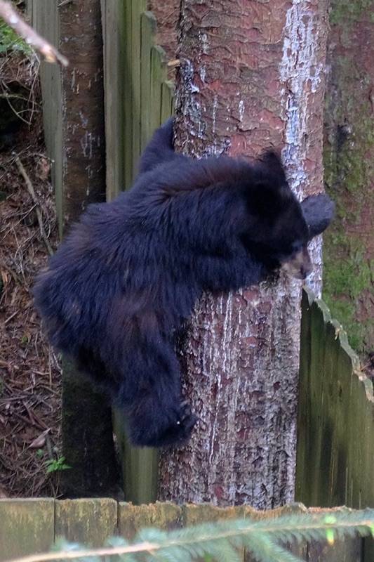 A yearling bear, one of a pair of siblings, in Juneau in late June 2018. (Courtesy Photo | Jennelle Jenniges via Alaska Department of Fish and Game)