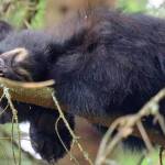 A yearling bear in Juneau in late June 2018. (Courtesy Photo | Jennelle Jenniges via Alaska Department of Fish and Game)