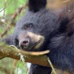 A yearling bear in Juneau in late June 2018. (Courtesy Photo | Jennelle Jenniges via Alaska Department of Fish and Game)
