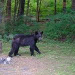 A yearling bear in Juneau in late June 2018. (Courtesy Photo | Jennelle Jenniges via Alaska Department of Fish and Game)