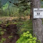 Clearing of land by Central Council of the Tlingit and Haida Indian Tribes of Alaska about three-and-a-half miles up Fish Creek Road on the way to the Eaglecrest Ski Area on Friday, June 29, 2018. (Michael Penn | Juneau Empire)