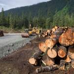 Clearing of land by Central Council of the Tlingit and Haida Indian Tribes of Alaska about three-and-a-half miles up Fish Creek Road on the way to the Eaglecrest Ski Area on Friday, June 29, 2018. (Michael Penn | Juneau Empire)