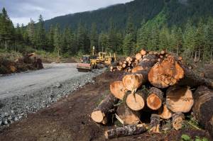 Clearing of land by Central Council of the Tlingit and Haida Indian Tribes of Alaska about three-and-a-half miles up Fish Creek Road on the way to the Eaglecrest Ski Area on Friday, June 29, 2018. (Michael Penn | Juneau Empire)