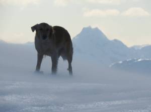 Fen high roaming Blackerby Ridge late winter of 2018. (Photo by Bjorn Dihle)