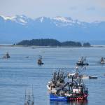 Seine boats and tender vessels participate in a special harvest area fishing opening near Amalga Harbor on Thursday. (Kevin Gullufsen | Juneau Empire)