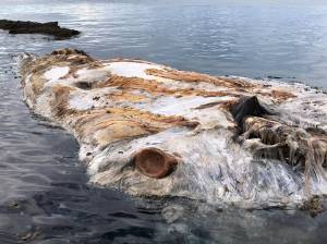 Fishermen mistook this humpback whale carcass near Juneau for a giant squid. A ball and socket from the pectoral joint sticks out from the badly decomposed carcass, giving the impression of a cephalopods eye. (Courtesy Photo | Johanna Vollenweider via NOAA Fisheries)