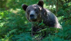 A brown bear on the trail at Anan Creek Wildlife Observatory on Aug. 9, 2017. (Michael Penn | Juneau Empire)
