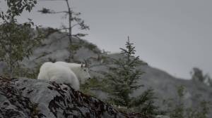 A mountain goat in a still from Alaskan Summer, a newly-released nature documentary from Smithsonian Earth. (Courtesy Photo | Smithsonian Earth)
