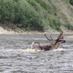 A caribou swims across the Fortymile River. (Courtesy Photo | Ned Rozell)