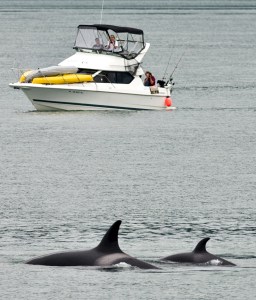 Recreational boaters watch two orca whales swim near Juneau in July 2011.