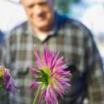 A dahlia blooms in Alan Love's garden in the Mendenhall Valley.