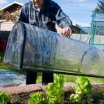 Alan Love checks on his  lettice growing in a portable greenhouse in his backyard greenhouse.