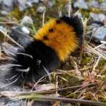 A banded woolybear caterpillar on Admiralty Island. The caterpillars turn into Isabella tiger moths.