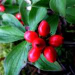 Red berries form the shape of a star this August in Anchorage.