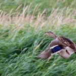 A mallard takes flight in the Mendenhall Wetlands State Game Refuge.