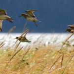 A flock of pectoral sandpipers take flight in the Mendenhall Wetlands State Game Refuge.