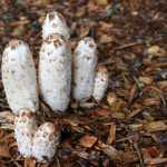 Shaggy mane mushrooms push through wood chips out the road.
