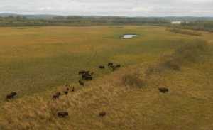 Wood bison near the Innoko River in western Alaska.